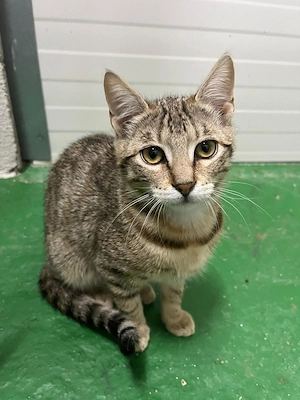 Hübscher Vito sucht sein Für-immer-Zuhause