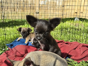 Aufgeweckte reinrassige Chihuahua Jungs dürfen ausziehen!