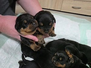 Rottweiler Welpen 