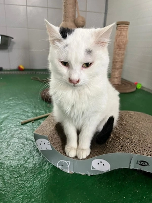 Ruhiger Snowflake wartet auf seine Menschen 