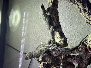 Zucht paar Blaue Stachelleguane (Sceloporus Cyanogenys)