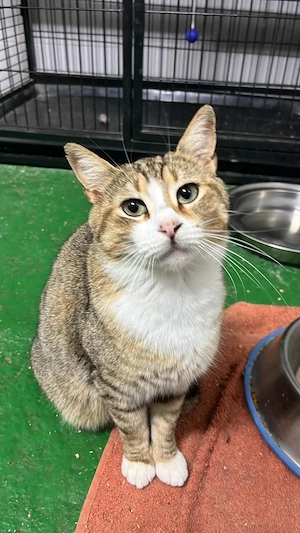 Verschmuste Mimi wartet aufs Traumzuhause