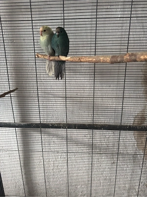 Nestjunge Ziegensittiche