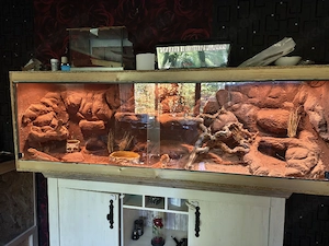 bartagame ein Bock und zwei Mädels 