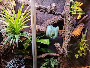 Baumpython Zucht weibchen 