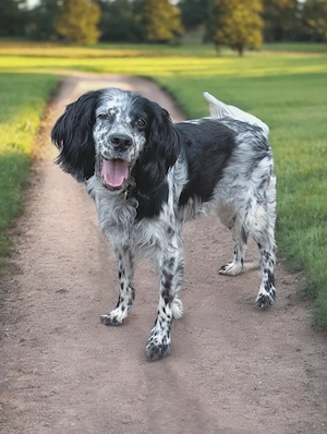 Englisch Setter Mädchen 