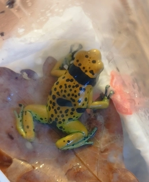 Dendrobates leucomelas bolivar, Dendrobaten, Pfeilgiftfrösche 