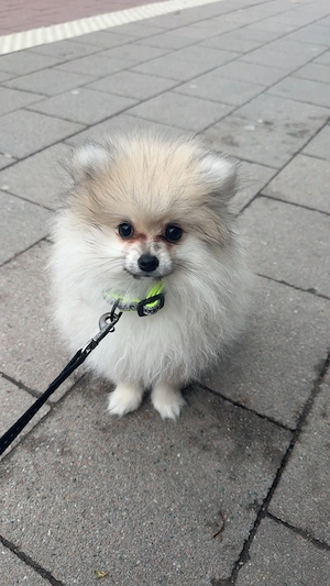 Pommerin, zwerg spitz reinrassig