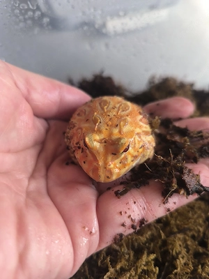  2 *Pacman Frosch, Schmuckhornfrosch, Strawberry