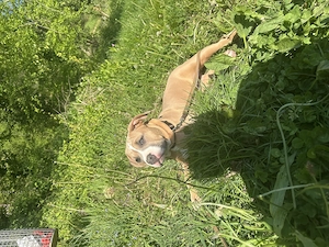 American Bully Welpe