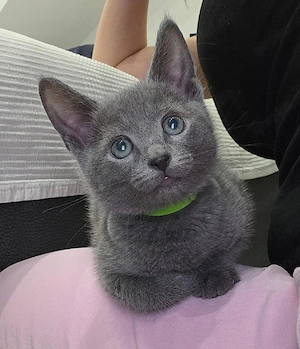  Russisch Blau Kitten   Aus liebevoller Familienaufzucht 
