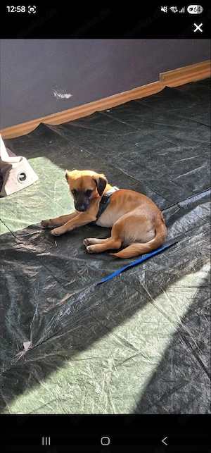 stitch sucht dringend ein zuhause  Bild 3