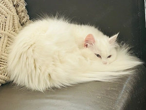 Hauskatze (Langhaar)