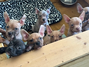 American Pocket Bully welpen 8 wochen