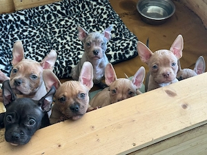 American Pocket Bully welpen 8 wochen