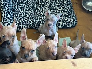 American Pocket Bully Welpen 8 Wochen alt 