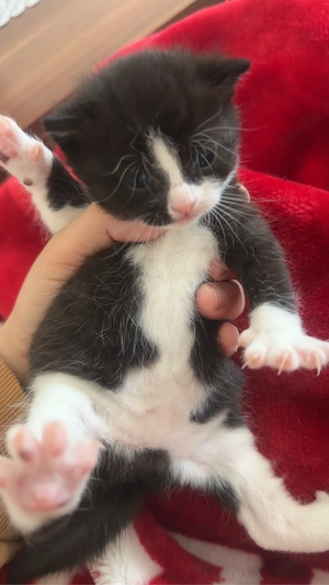 Zum Verkauf: Süße Kätzchen   