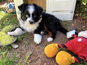 Toy Australian Shepherds 