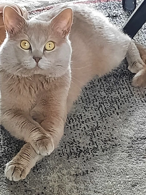 Bkh Deckkater  zum Verkauf