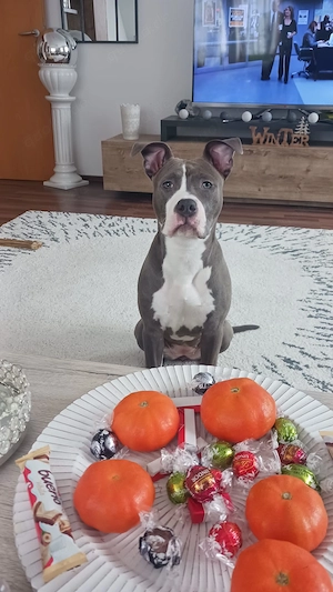 American Stafford Terrier Hündin