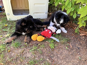 Toy Australian Shepherds 
