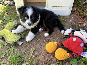 Toy Australian Shepherd Welpen 