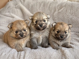 zwergspitz Pomeranian