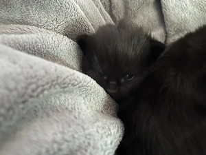 kitten Katzenkinder Katzenbabys