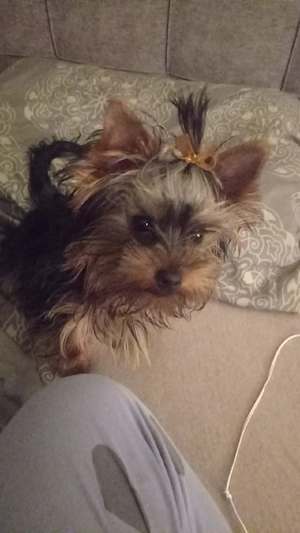 Deckrüde kein Verkauf  Bild 2