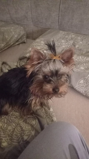 Deckrüde kein Verkauf 