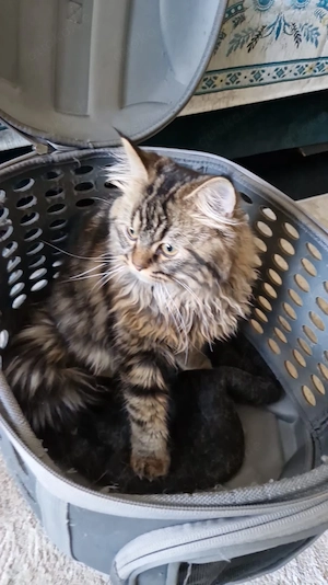    Süßer Kater sucht ein liebevolles Zuhause   