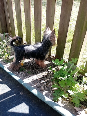 Deckrüde kein Verkauf  Bild 3