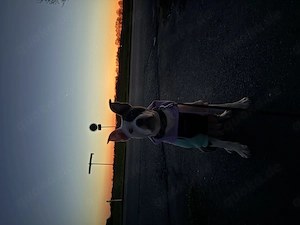 American Stafford Terrier