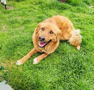 Golden Retriever Mix Vini sucht ein Zuhause 