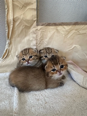    Liebevolle Britisch Kurzhaar Kitten suchen ihr Für-immer-Zuhause   