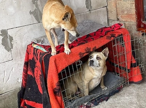 Briana sucht ein Zuhause außerhalb von DE