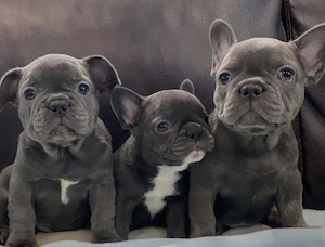  Zuckersüße Französische Bulldoggen Welpen mit Ahnentafel