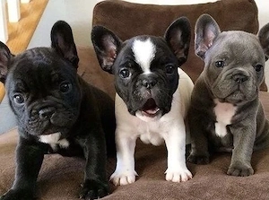  Zuckersüße Französische Bulldoggen Welpen mit Ahnentafel