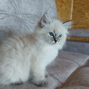 Ragdoll-Kätzchen zu verkaufen