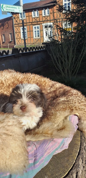 wunderschöne Biewa Yorkshire Terria Welpen