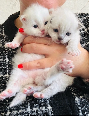 heilige Birma Kitten 4.4.26 geboren