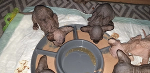 Sphynx Kitten ab mitte Mai in liebevolle Hände abzugeben