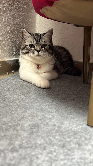 Weibliche Katze, 2 Jahre alt