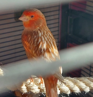 Wunderschöner roter Kanarienvogel feo
