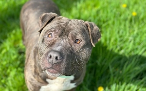 Hariboo sucht ein Zuhause außerhalb von DE