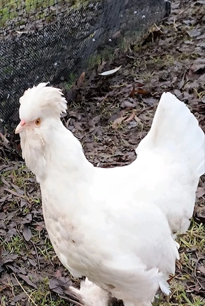 10 x Pawlowskaja BE Russ.Haubenhühner selten inkl.VK