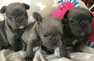 Französische Bulldoggen Welpen  Bild 5