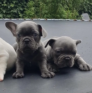 Französische Bulldoggen Welpen  Bild 2