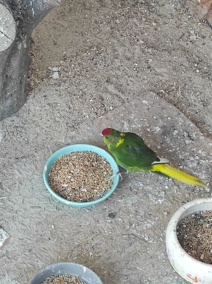 Ziegensittich Pärchen  Bild 4