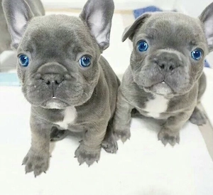 Zuckersüße sportliche Französische Bulldoggen Welpen Blue Lilac